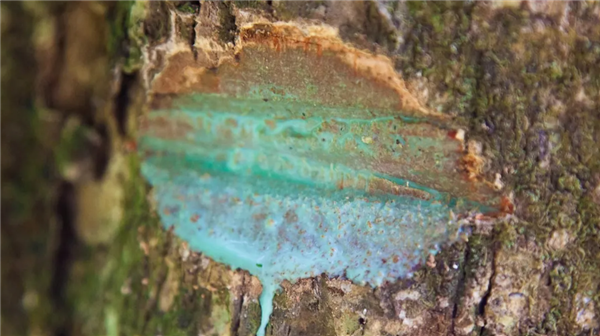 太平洋一座小岛有种神奇的树：割开树皮流出镍含量25%的汁液
