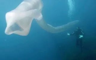 深海拍到神秘生物：远看像8米长口袋蛇 近看密密麻麻一堆虫
