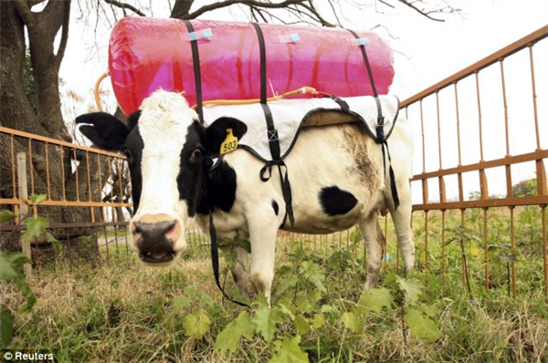 阻止全球变暖 美国出奇招：给奶牛吃小袋鼠的便便
