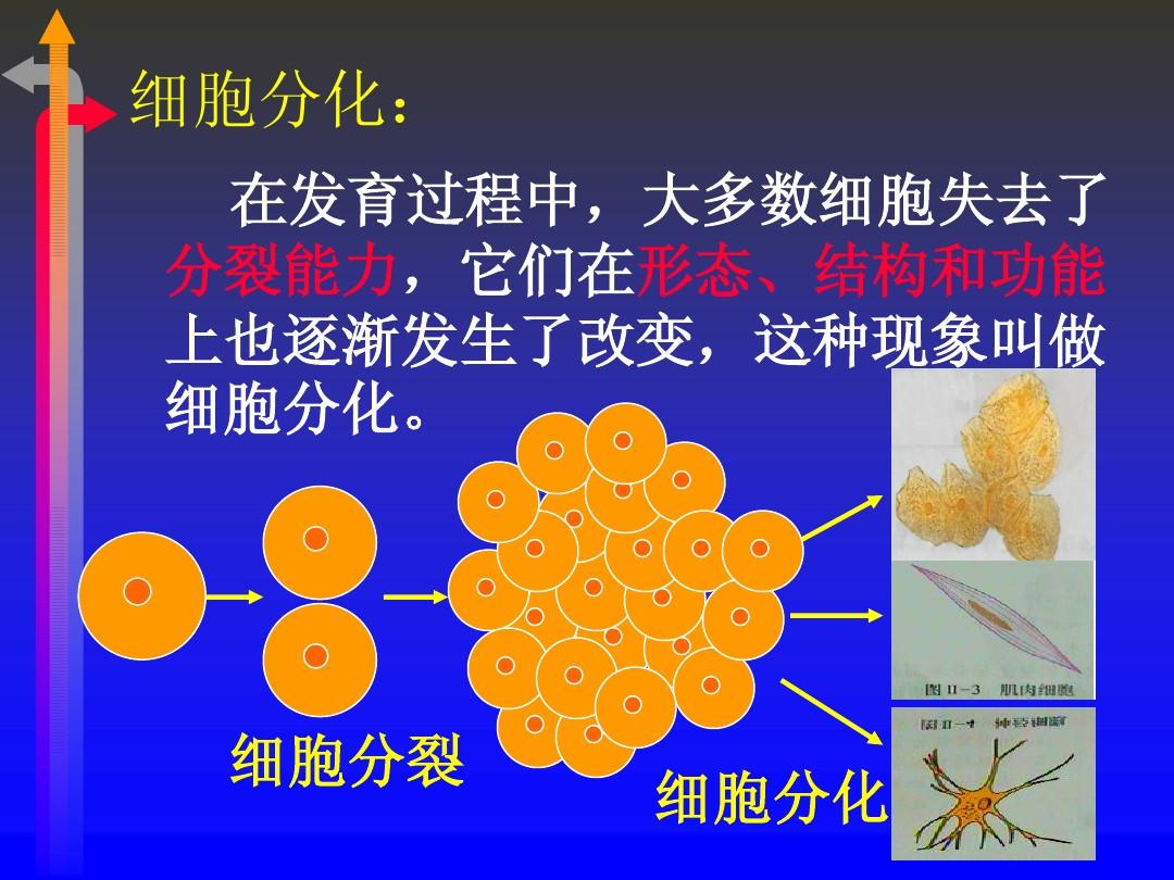 细胞分裂：神奇的生命起点，繁衍的快乐与责任  第1张
